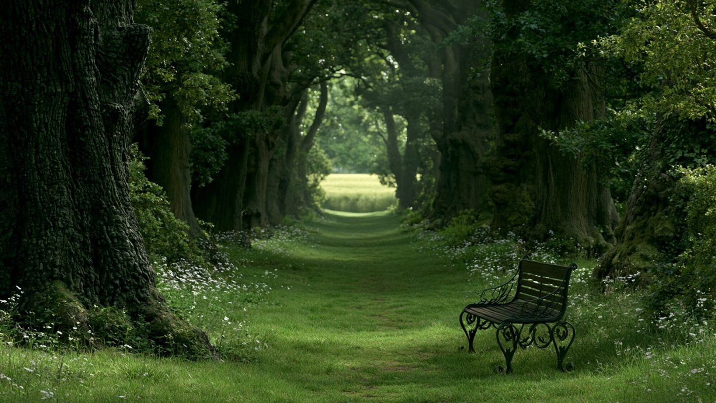 A grassy path through an arch of old trees, with an empty bench beside it